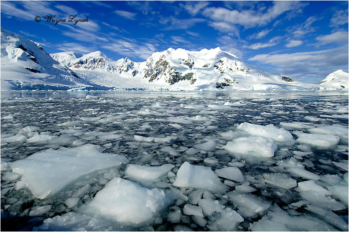 Paradise Bay Antarctic Peninsula 106 by Dr. Wayne Lynch ©